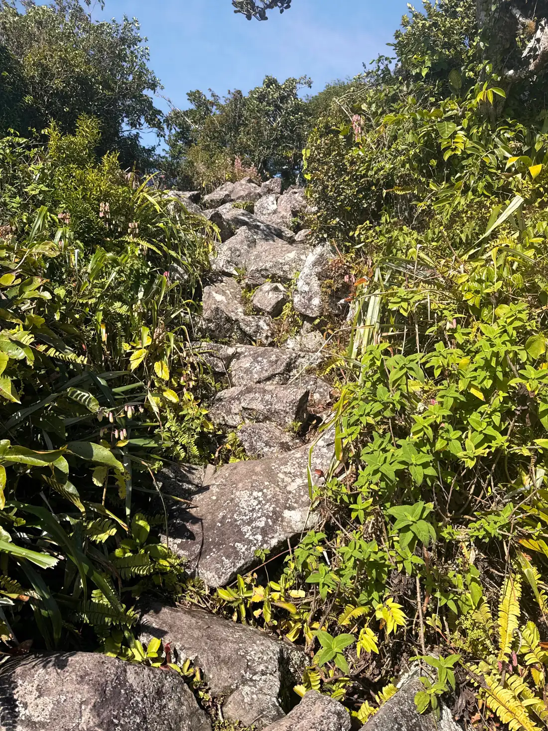 The rocky trail up a Piton, cut between dense ferns and vegetation under an open sky